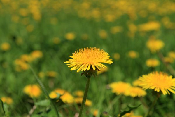 Dandelion Treatment - Dandelion Treatment Kitsap County, Washington