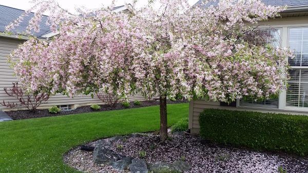 Apple Tree Trimming