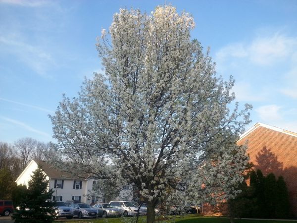 Bradford Pear Tree Pruning - Bradford Pear Tree Pruning Tomball, Texas