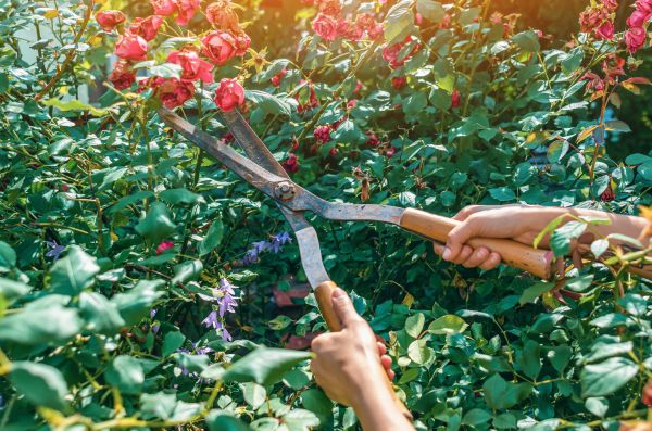 Knockout Roses Pruning - Knockout Roses Pruning League City, Texas