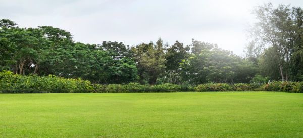 Golf Course Mowing