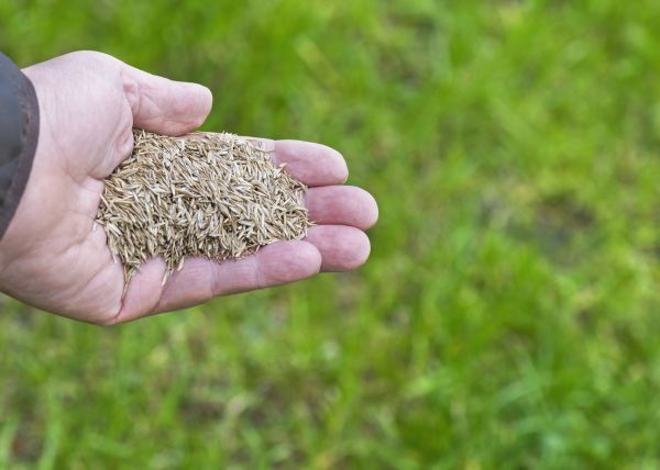 Autumn Grass Seeding