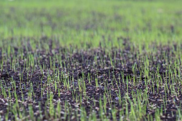 Fall Lawn Overseeding