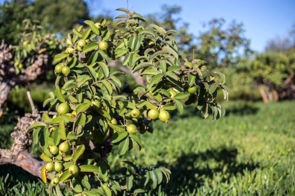 Guava Tree Pruning