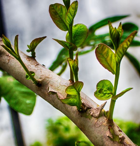Guava Tree Cutting