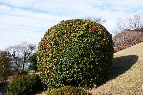 Holly Shrub Pruning - Holly Shrub Pruning Kennewick, Washington
