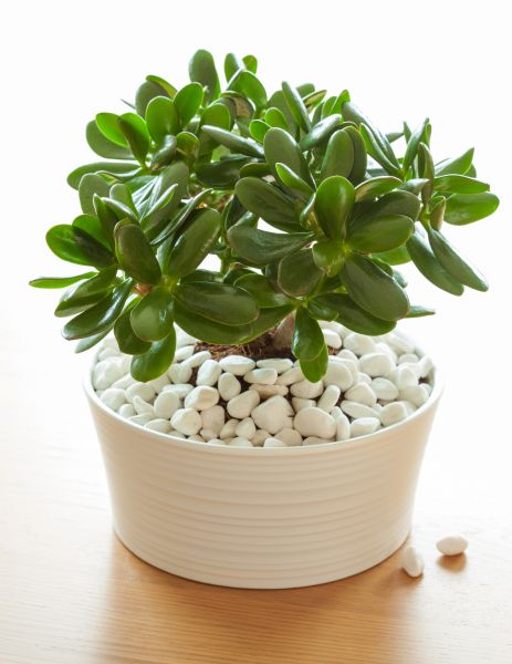 Garden Pruning