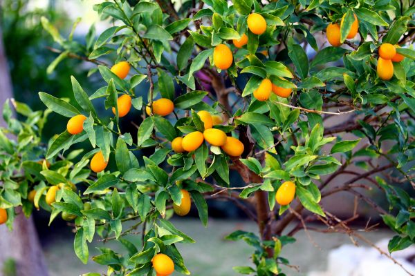 Kumquat Tree Pruning