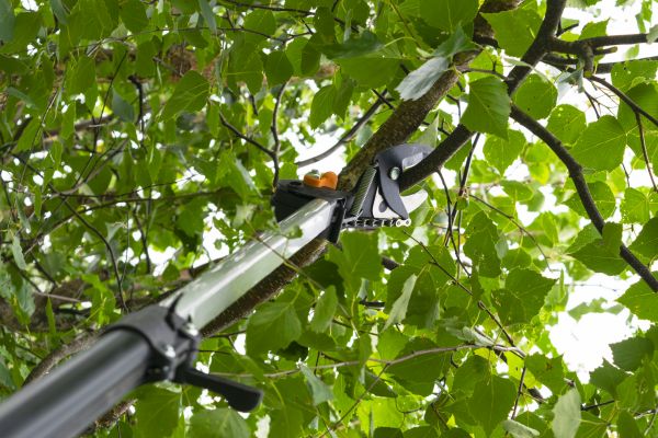 Tree Care Pruning - Tree Care Pruning Evansville, Indiana
