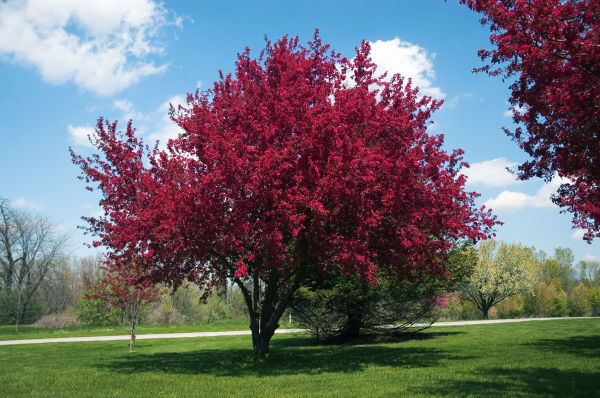 Crabapple Tree Cutting