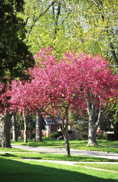 Crabapple Tree Pruning