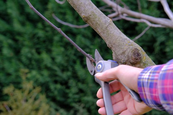 Fig Pruning - Fig Pruning Leander, Texas
