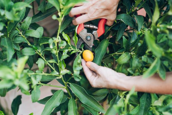 Avocado Tree Grooming