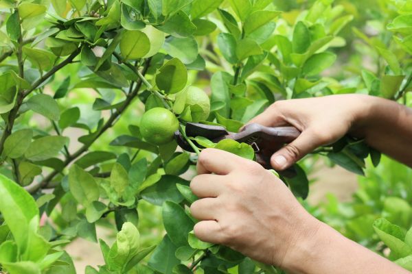 Apple Tree Pruning