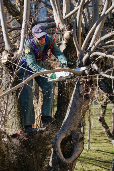 Bradford Pear Tree Pruning