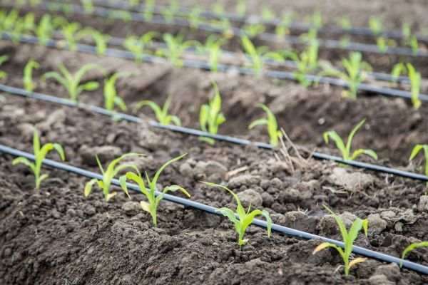 Soil Irrigation - Soil Irrigation Carrollton, Texas