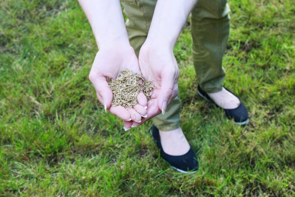 Fall Grass Reseeding