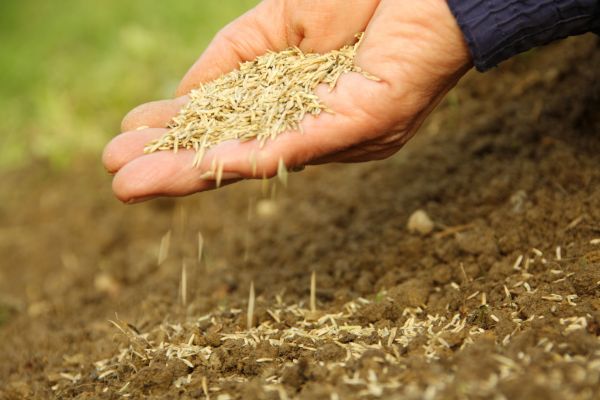 Autumn Lawn Seeding