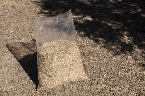 Autumn Grass Seeding