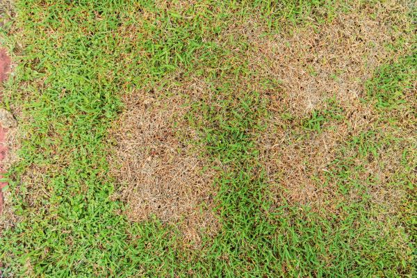 Damaged Yard Repair