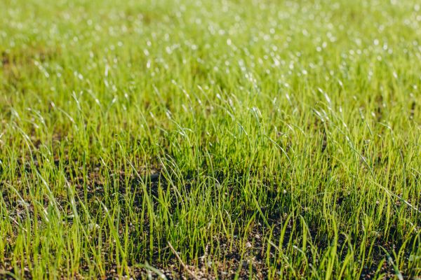 Fall Lawn Seeding