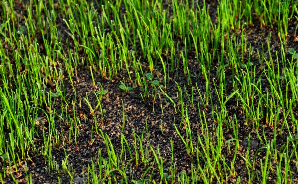 Bermuda Grass Seeding