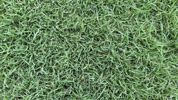 Bermuda Grass Lawn Mowing