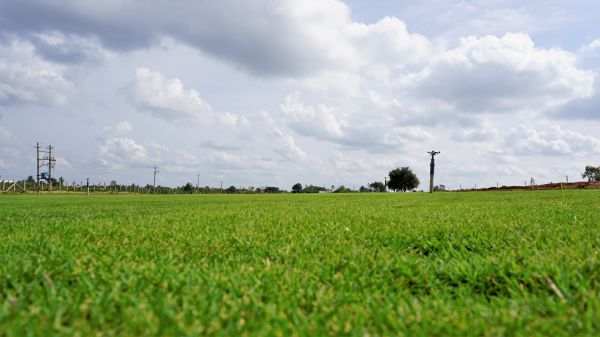 Bermuda Lawn Mowing