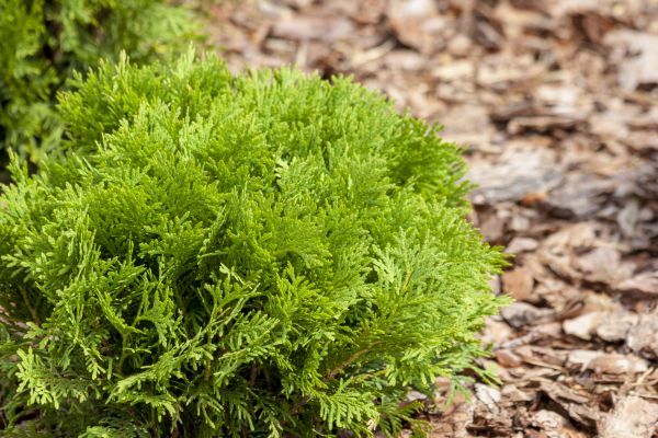 Cedar Mulch Spreading