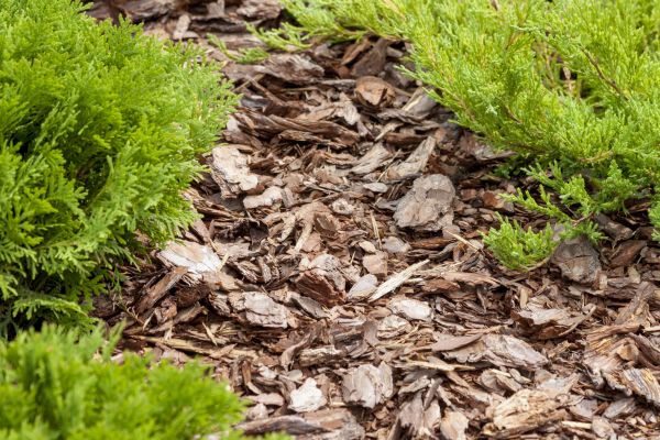 Apartment Mulching