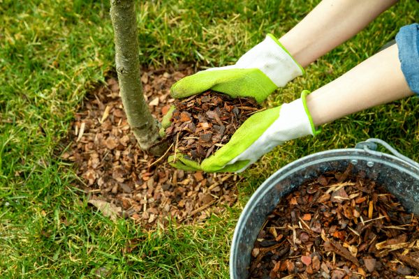 Bark Mulch Installation