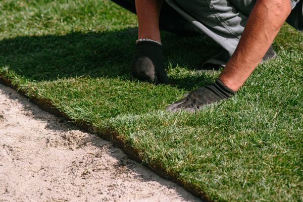 Bentgrass Sod Installation