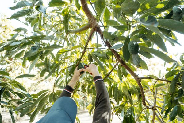 Avocado Tree Cutting