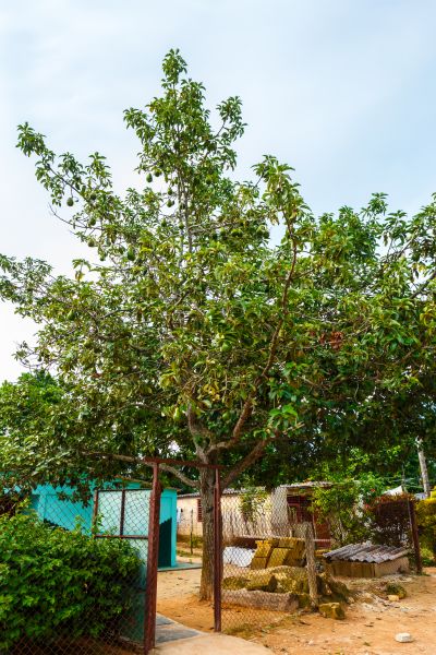 Avocado Tree Pruning