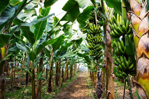 Banana Tree Shaping - Banana Tree Shaping Ocala, Florida