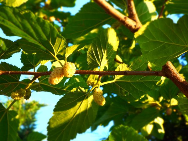 Mulberry Pruning - Mulberry Pruning Kissimmee, Florida