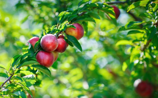 Apple Tree Pruning
