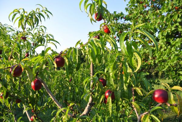 Apple Tree Pruning
