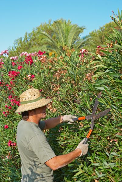 Azalea Bush Trimming