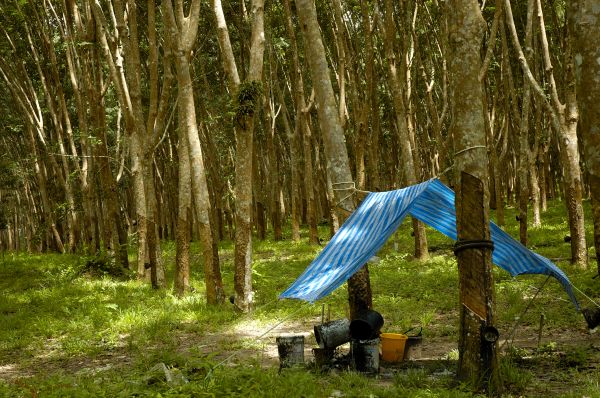 Bush Pruning