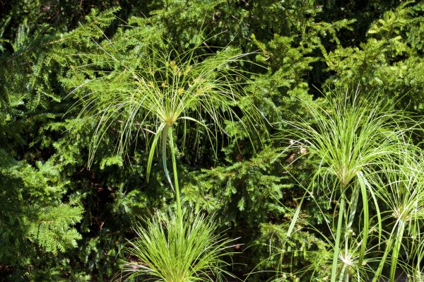 Bush Pruning