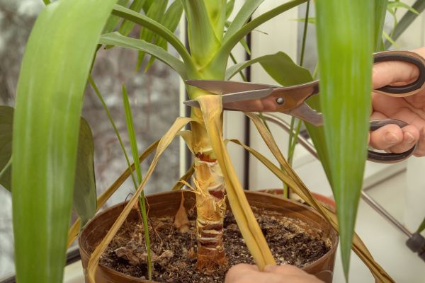 Excessive Growth Pruning