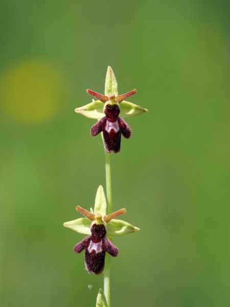 Orchid Plant Fertilization - Orchid Plant Fertilization Swansboro, North Carolina