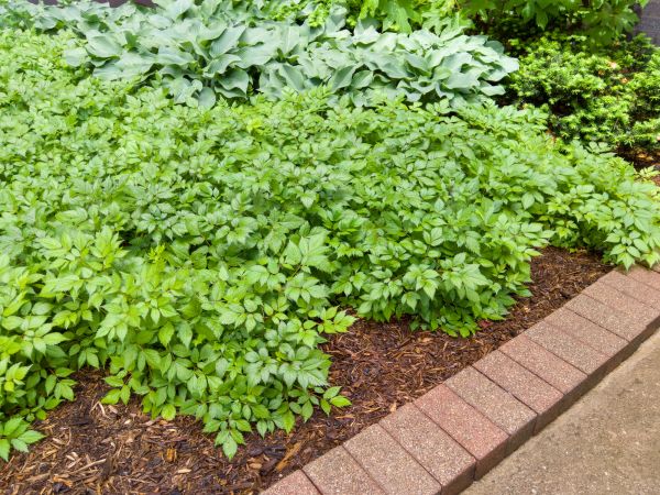 Brick Landscape Curbing - Brick Landscape Curbing Newton Center, Massachusetts