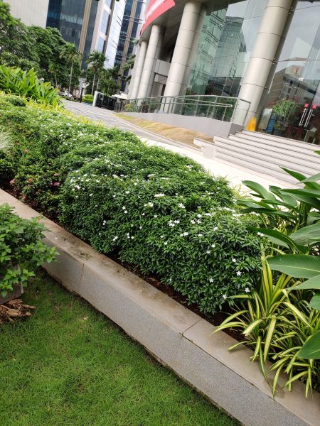 Business Landscape Edging - Business Landscape Edging Oviedo, Florida
