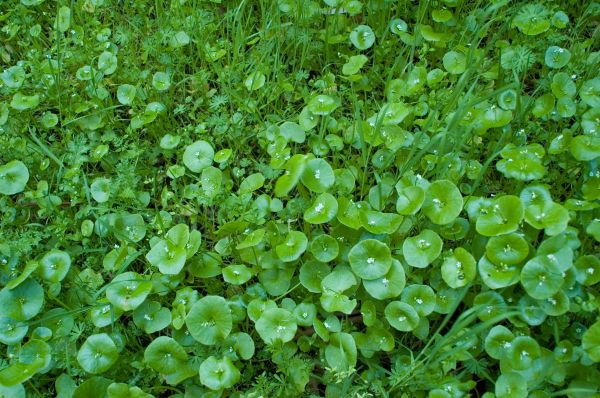 Crabgrass Removal