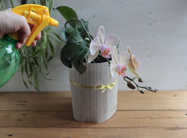 Orchid Fertilizing - Orchid Fertilizing Fishers, Indiana
