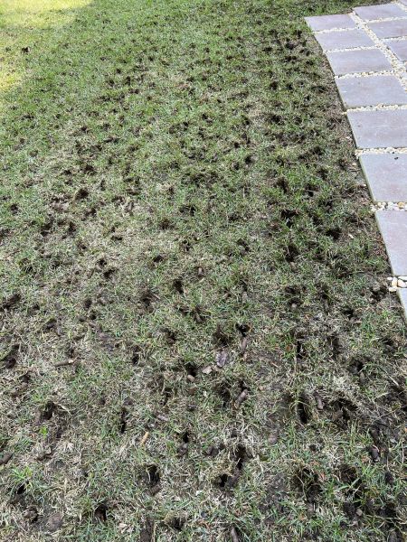 Aeration Service
