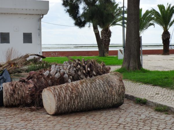 Commercial Tree Service