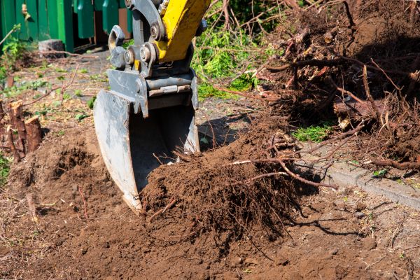 Bamboo Root Removal